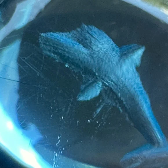 Diamond and Topaz Dolphin Intaglio Fish Marine Ocean Solid Gold Whale Shark - Picture 15 of 17